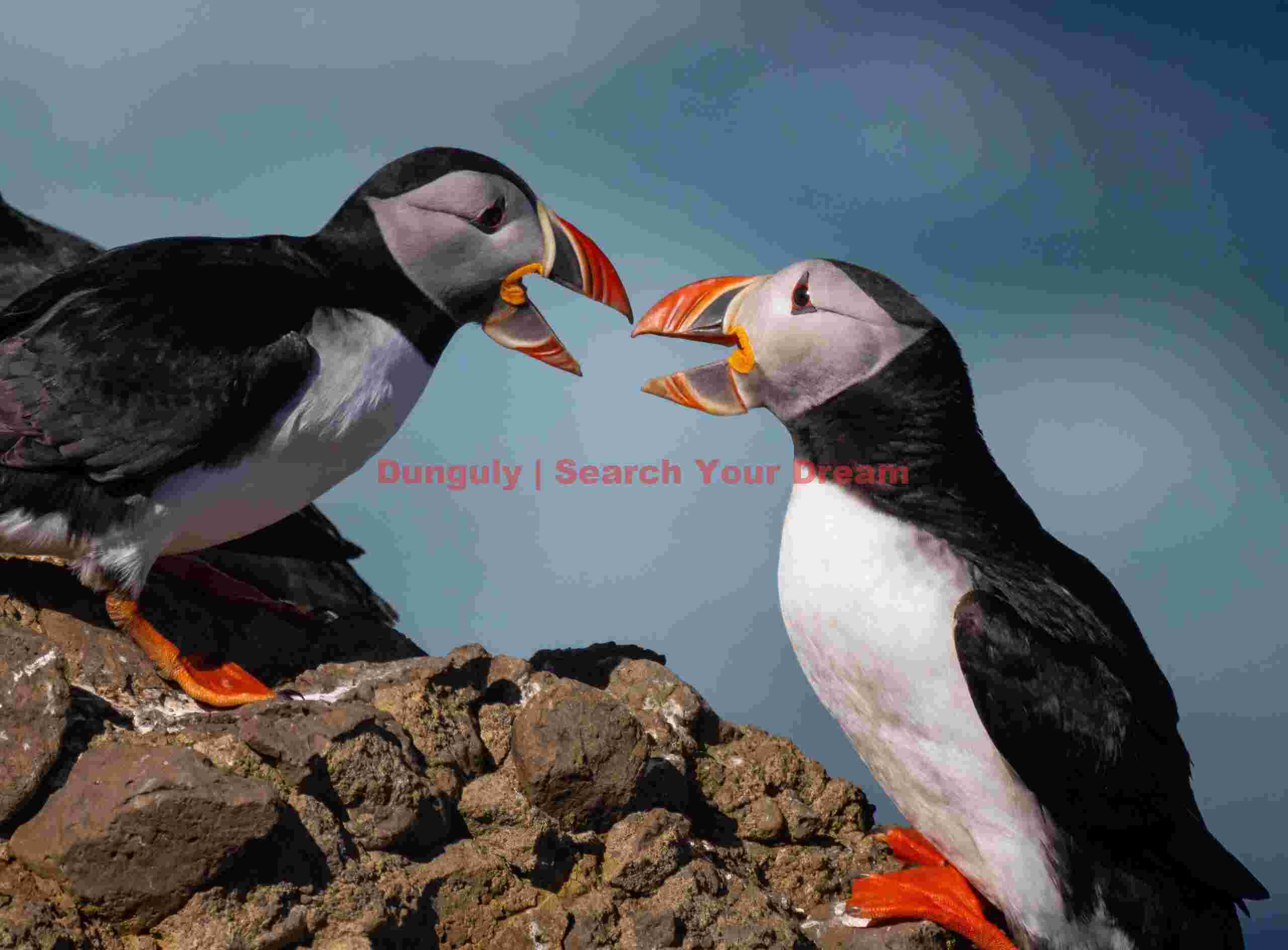 Pair Of Puffins Squabbling