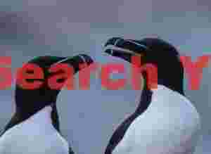 Pair Of Razorbills