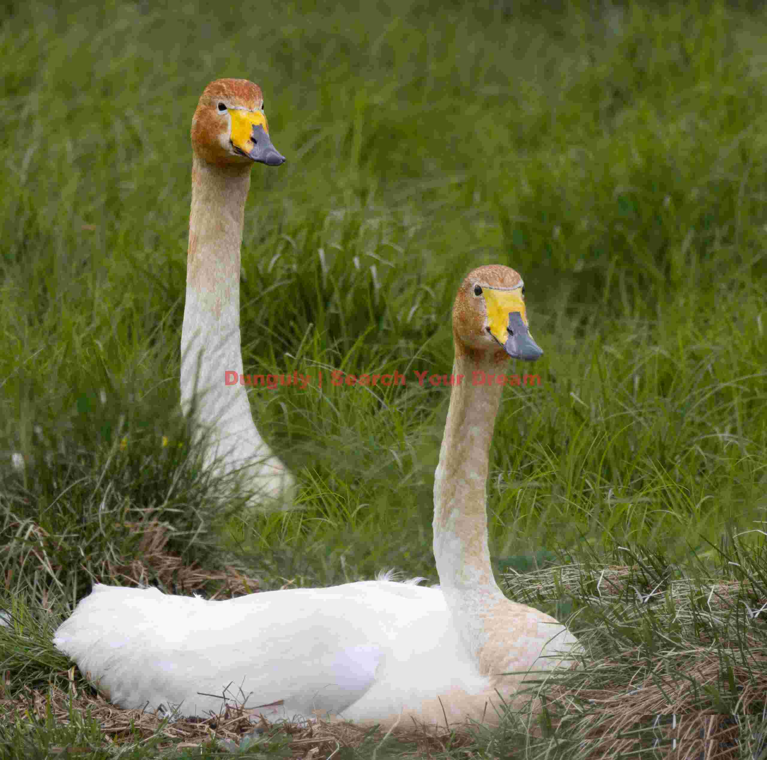 Pair Of Whooper Swans