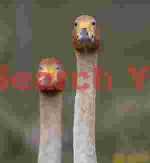 Pair Of Whooper Swans Looking At Me