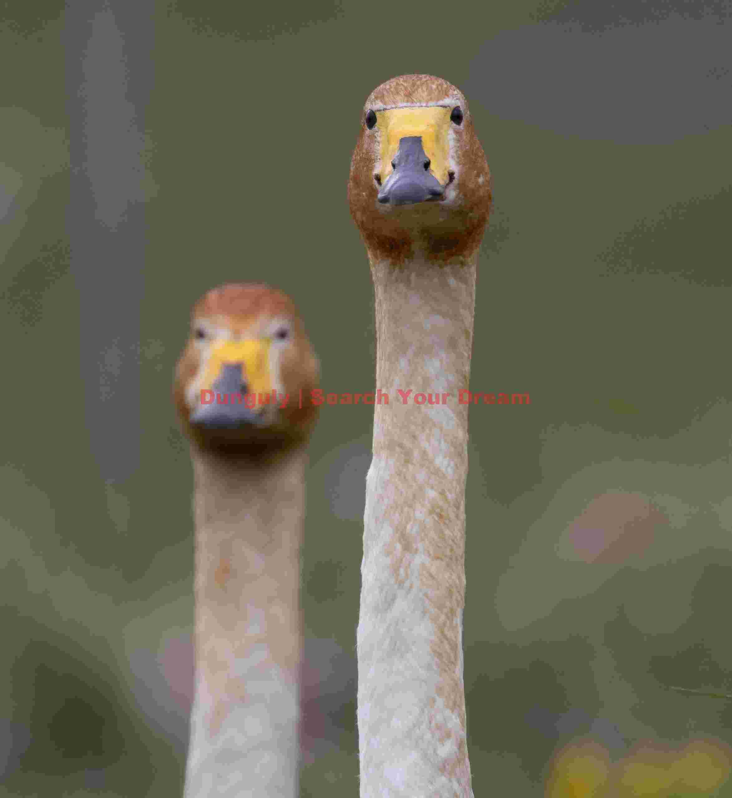 Pair Of Whooper Swans Looking At Me