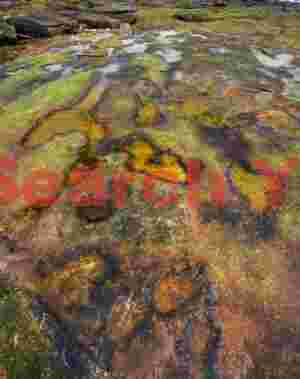 Intricate Weathering Patterns on Natural Seawall - Acadia