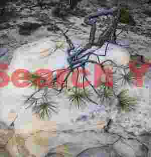 Tenacious Desert Sentinel