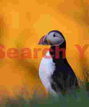 Puffin Against Cliff Illuminated By Midnight Sun