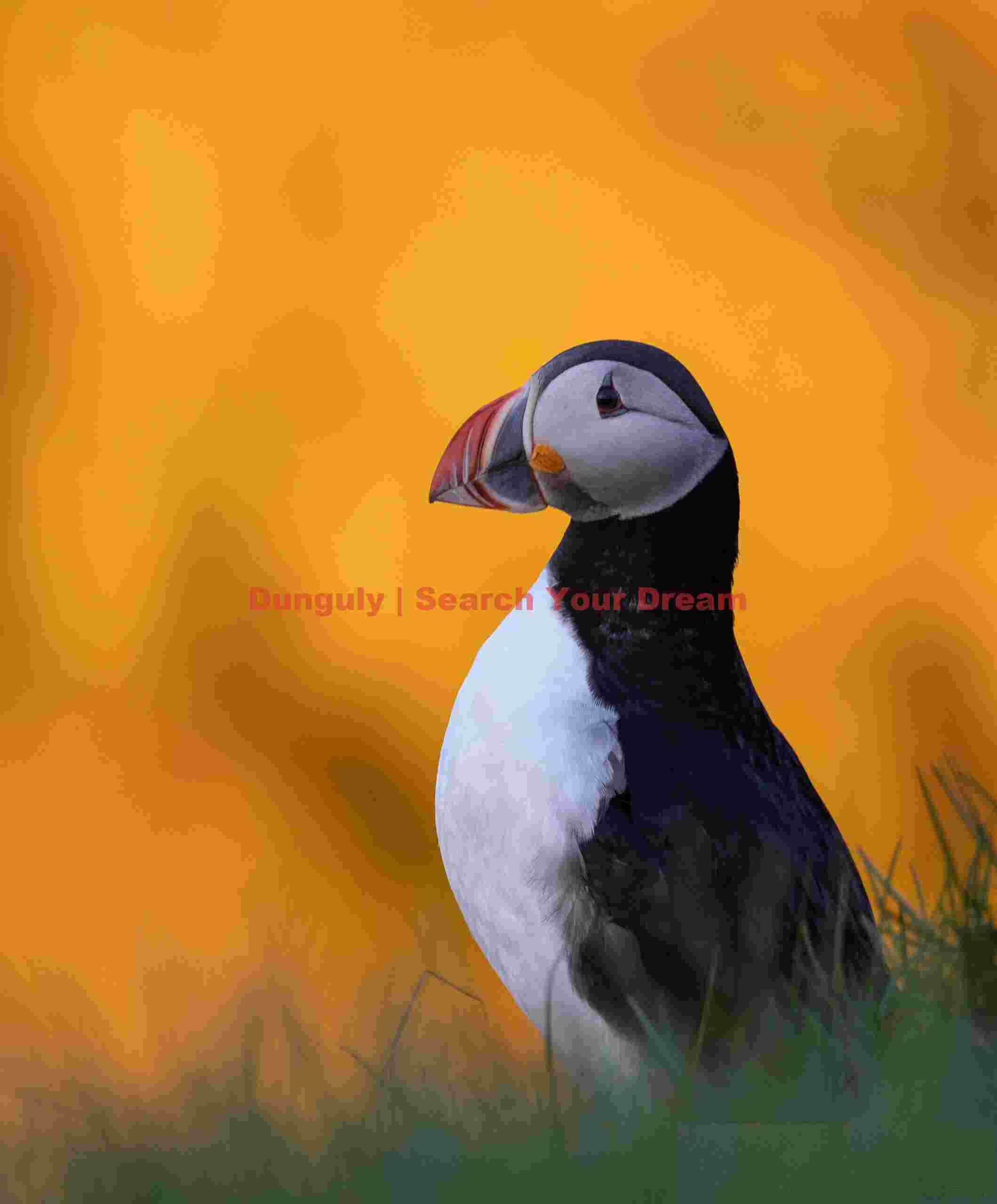 Puffin Against Cliff Illuminated By Midnight Sun