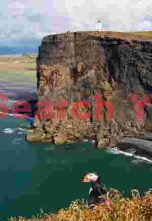 Puffin And Lighthouse - Dyrholaey