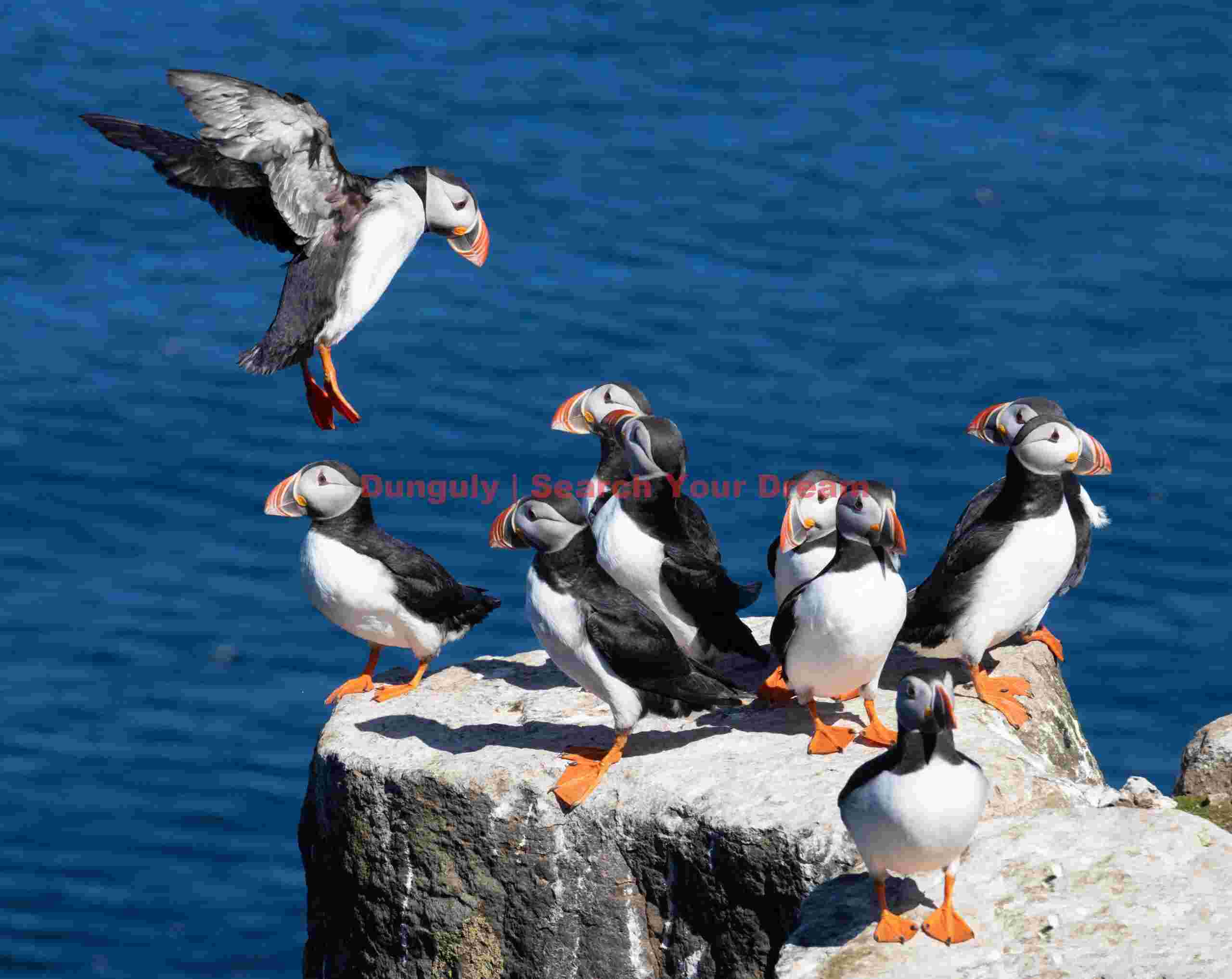 Puffin Coming In To Land In Group On Rock