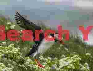 Puffin Coming In To Land On Grass