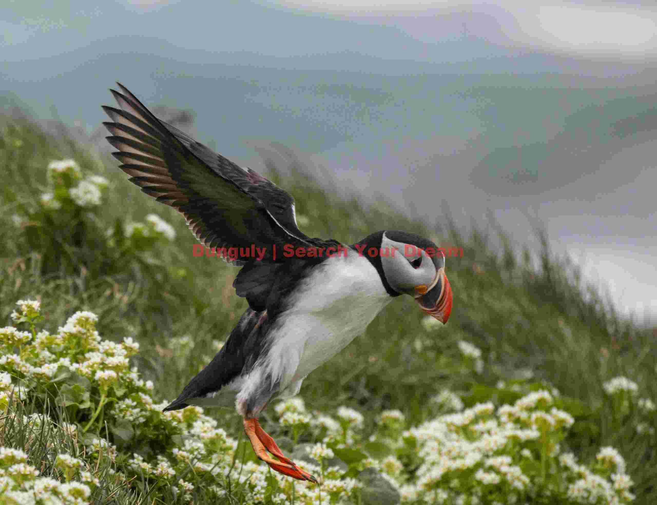 Puffin Coming In To Land On Grass