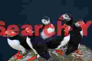 Puffin Gaggle - Dyrholaey