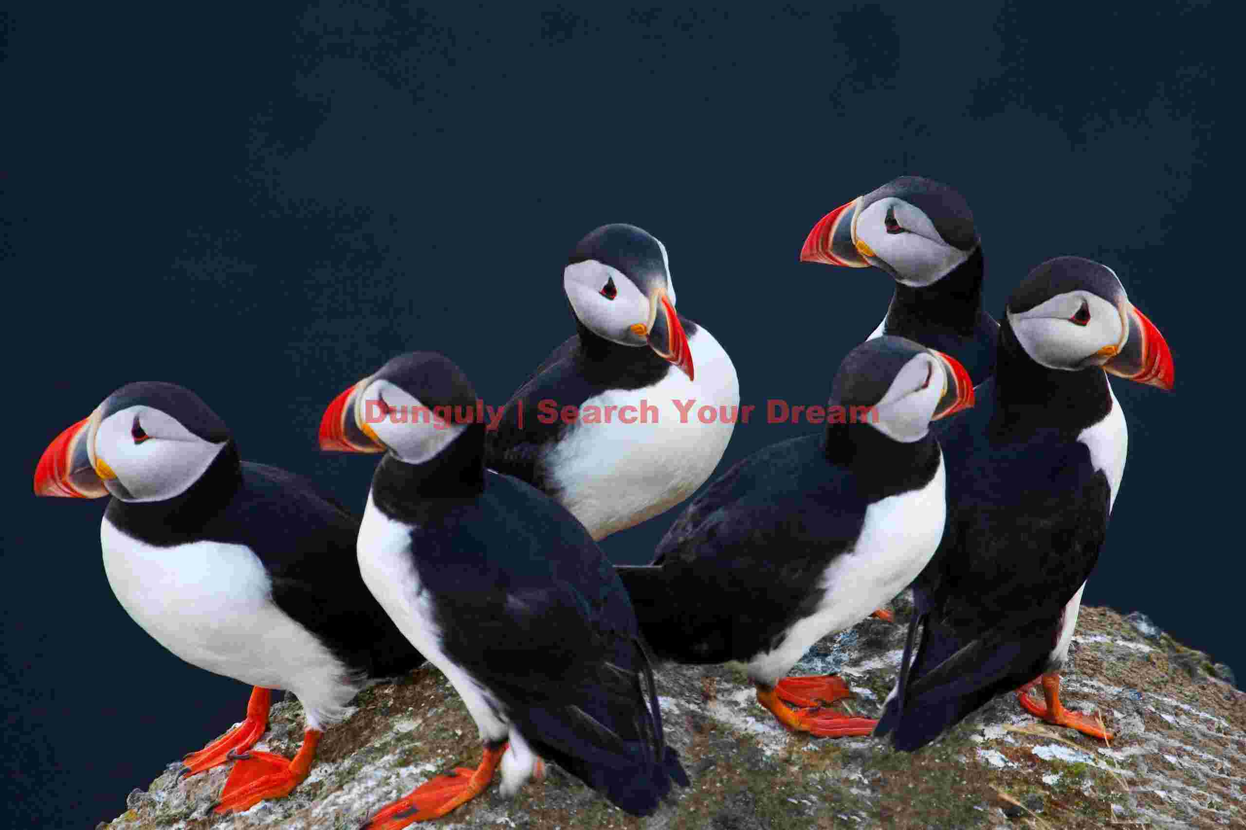 Puffin Gaggle - Dyrholaey