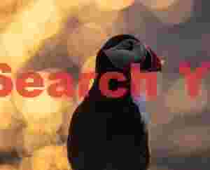 Puffin Head-shot With Bokeh Balls