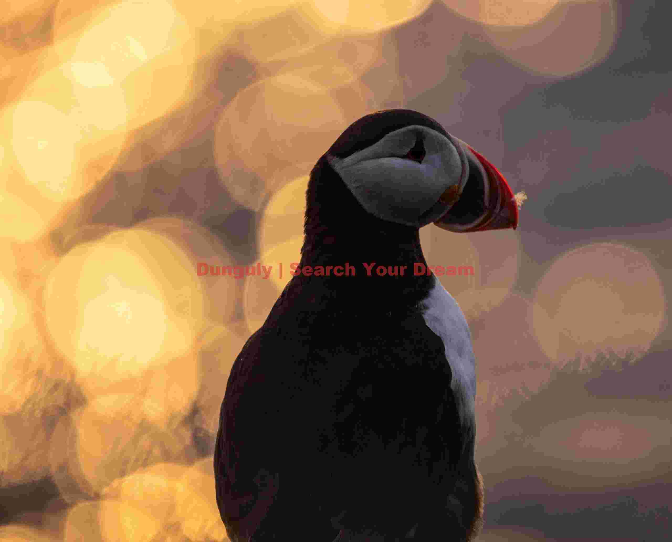 Puffin Head-shot With Bokeh Balls