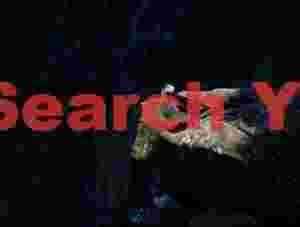 Puffin Highlighted On A Rock Agains Cliff In Deep Shadow