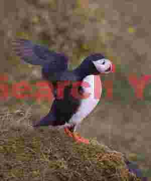 Puffin Landing - Dyrholaey