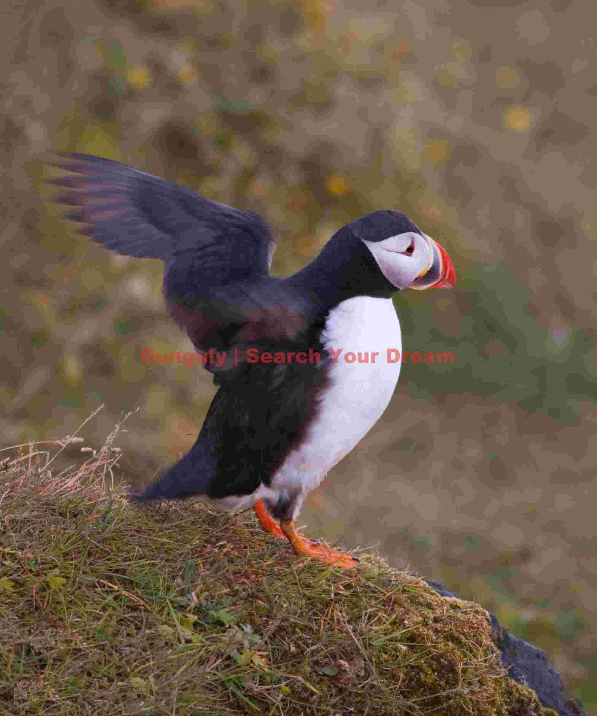 Puffin Landing - Dyrholaey