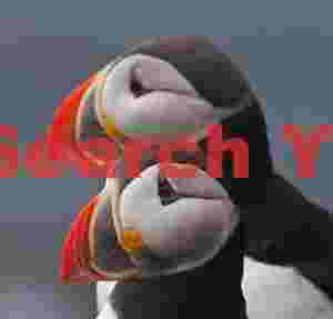 Puffin Pair