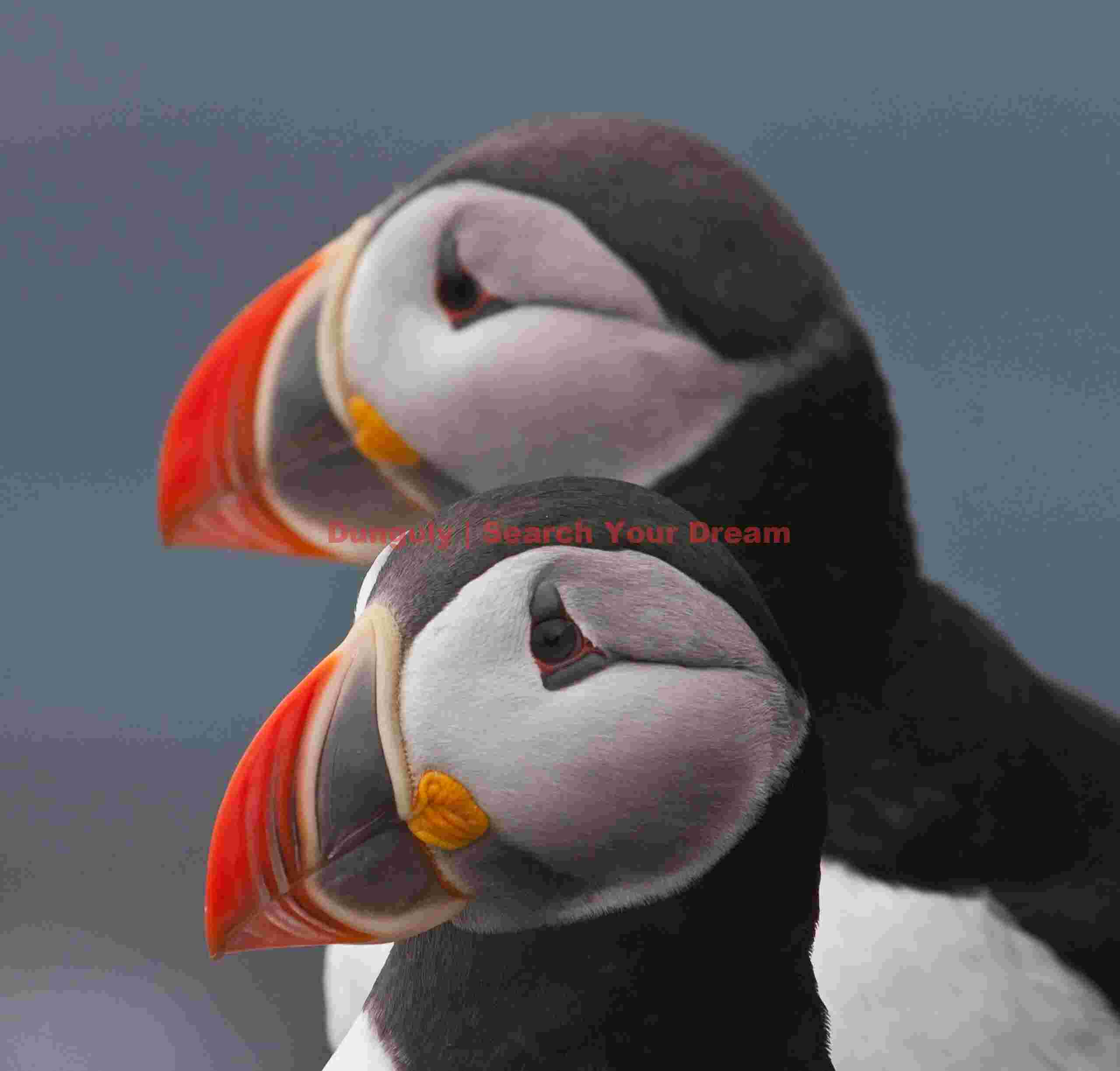 Puffin Pair