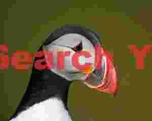 Puffin Portrait - Dyrholaey