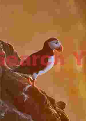 Puffin Portrait In Warm Light