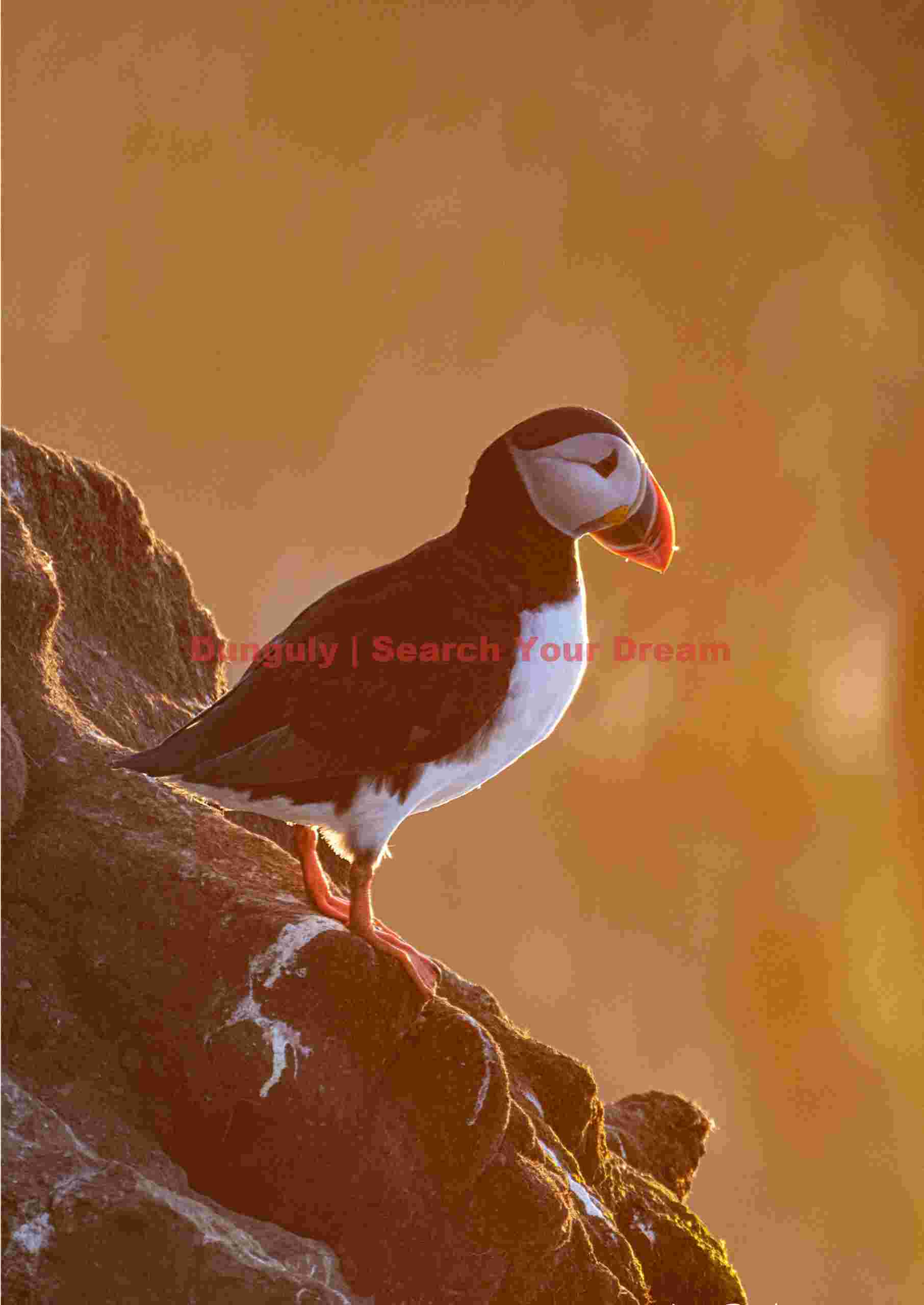 Puffin Portrait In Warm Light