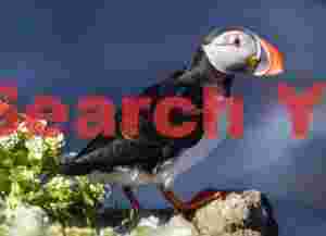 Puffin Portrait On Grass