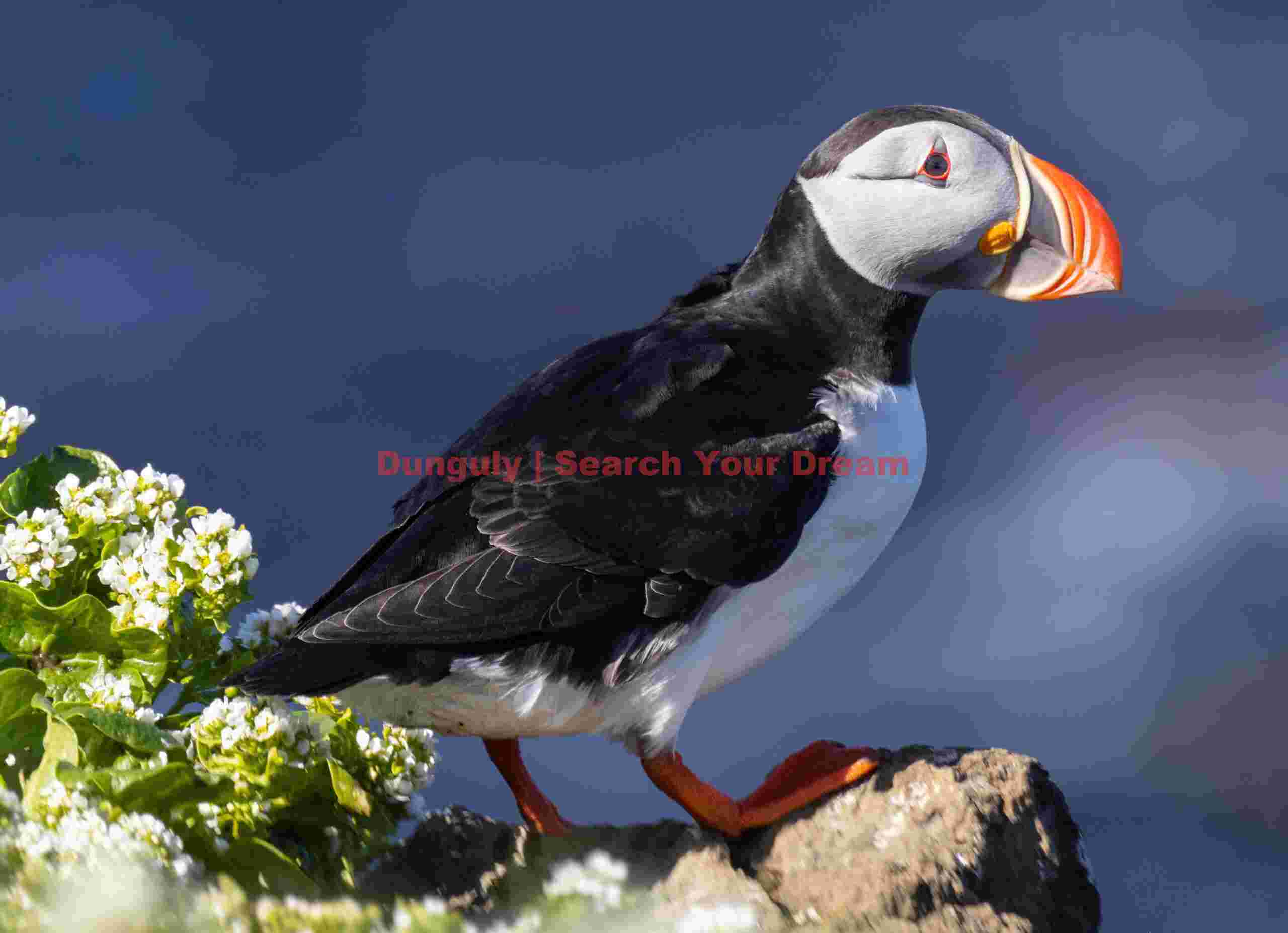 Puffin Portrait On Grass