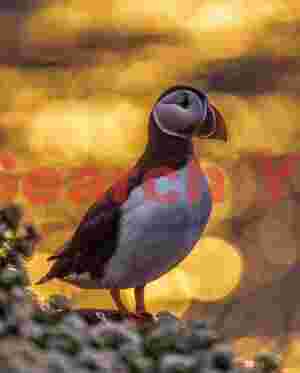 Puffin Portrait With Bokeh Balls