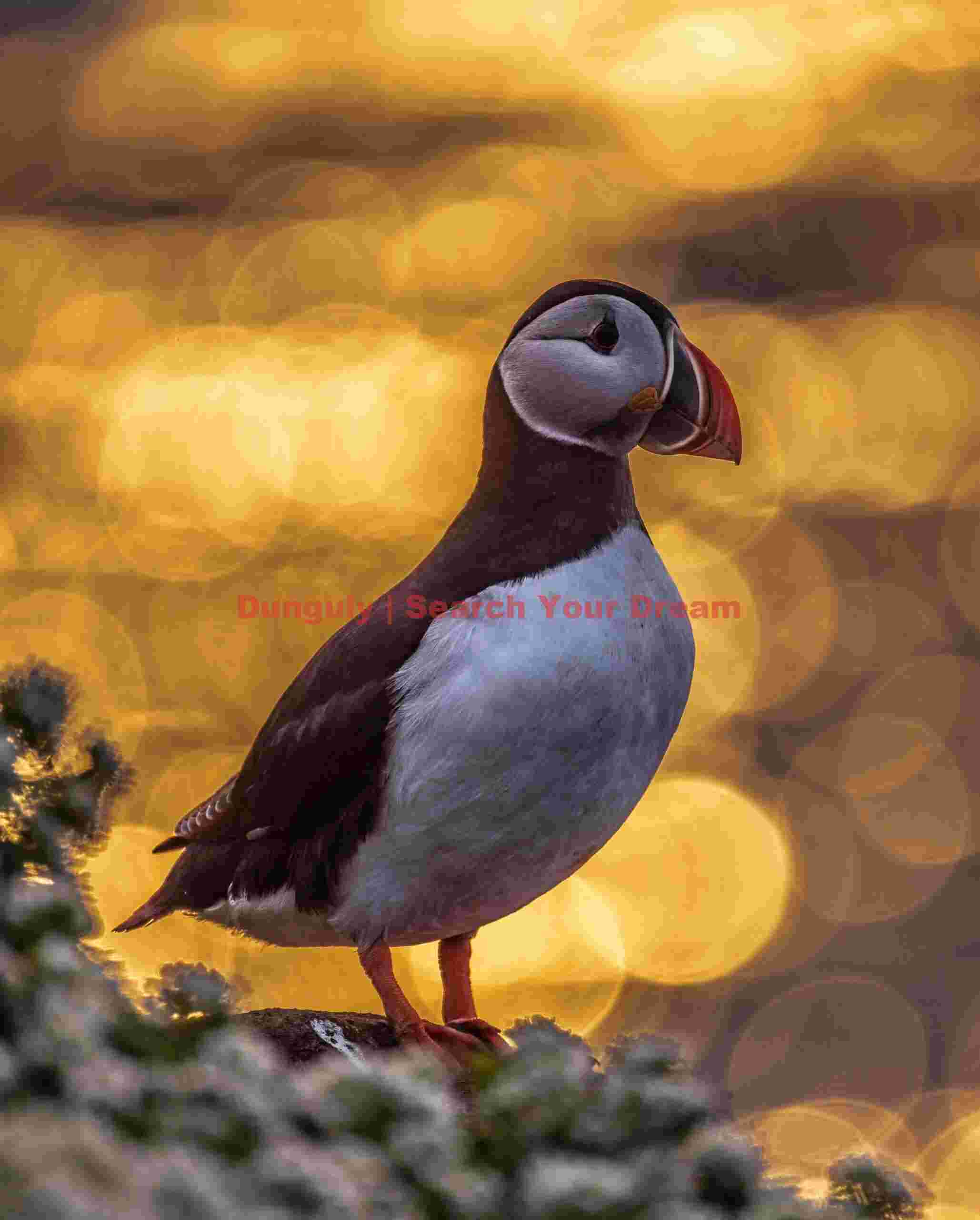 Puffin Portrait With Bokeh Balls