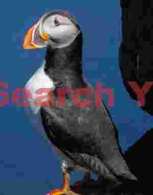 Puffin Standing Erect