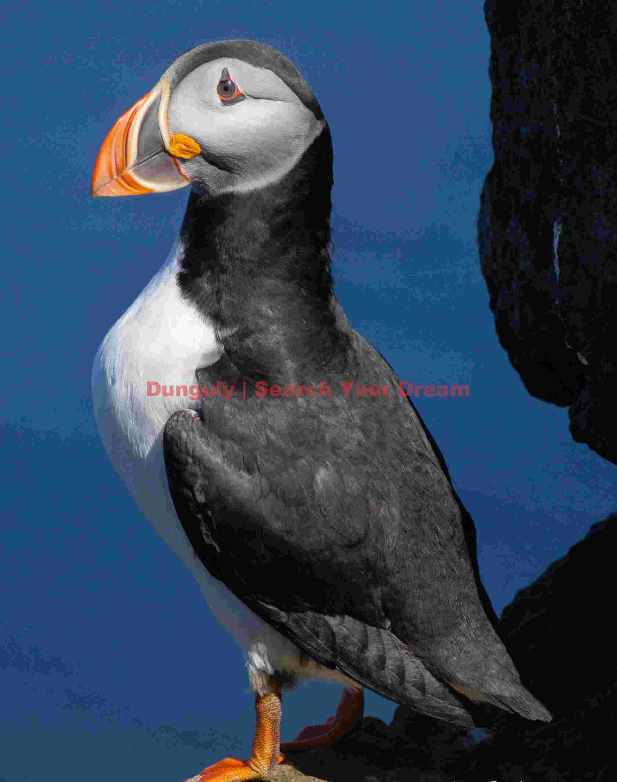 Puffin Standing Erect
