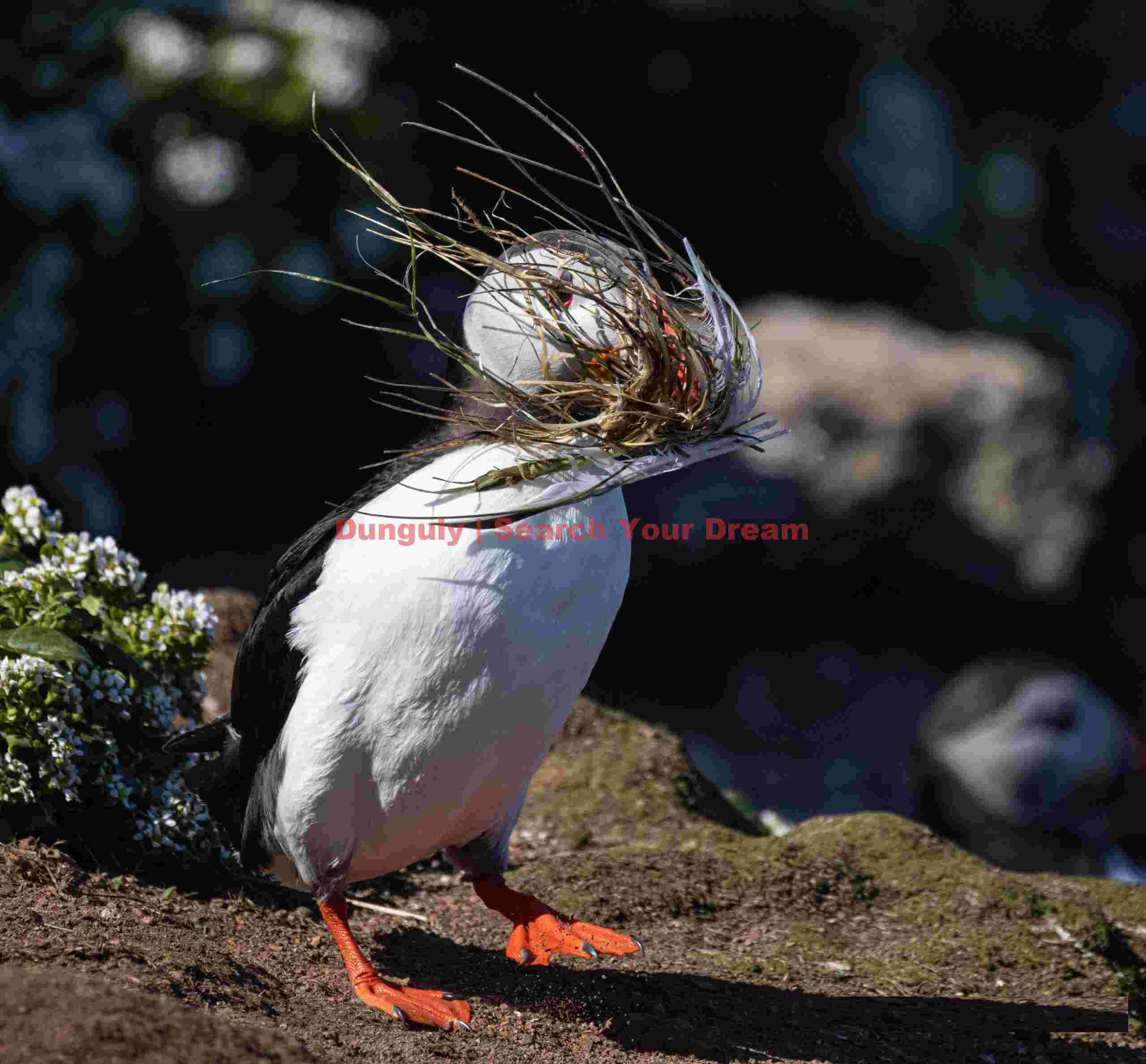 Puffin With Nesting Material In Beak