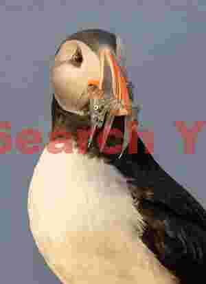 Puffin With Sand Eels In Beak - Head-tilted