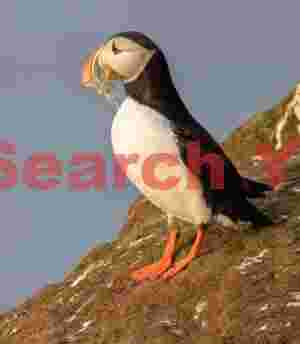Puffin With Sand Eels In Beak - Side View
