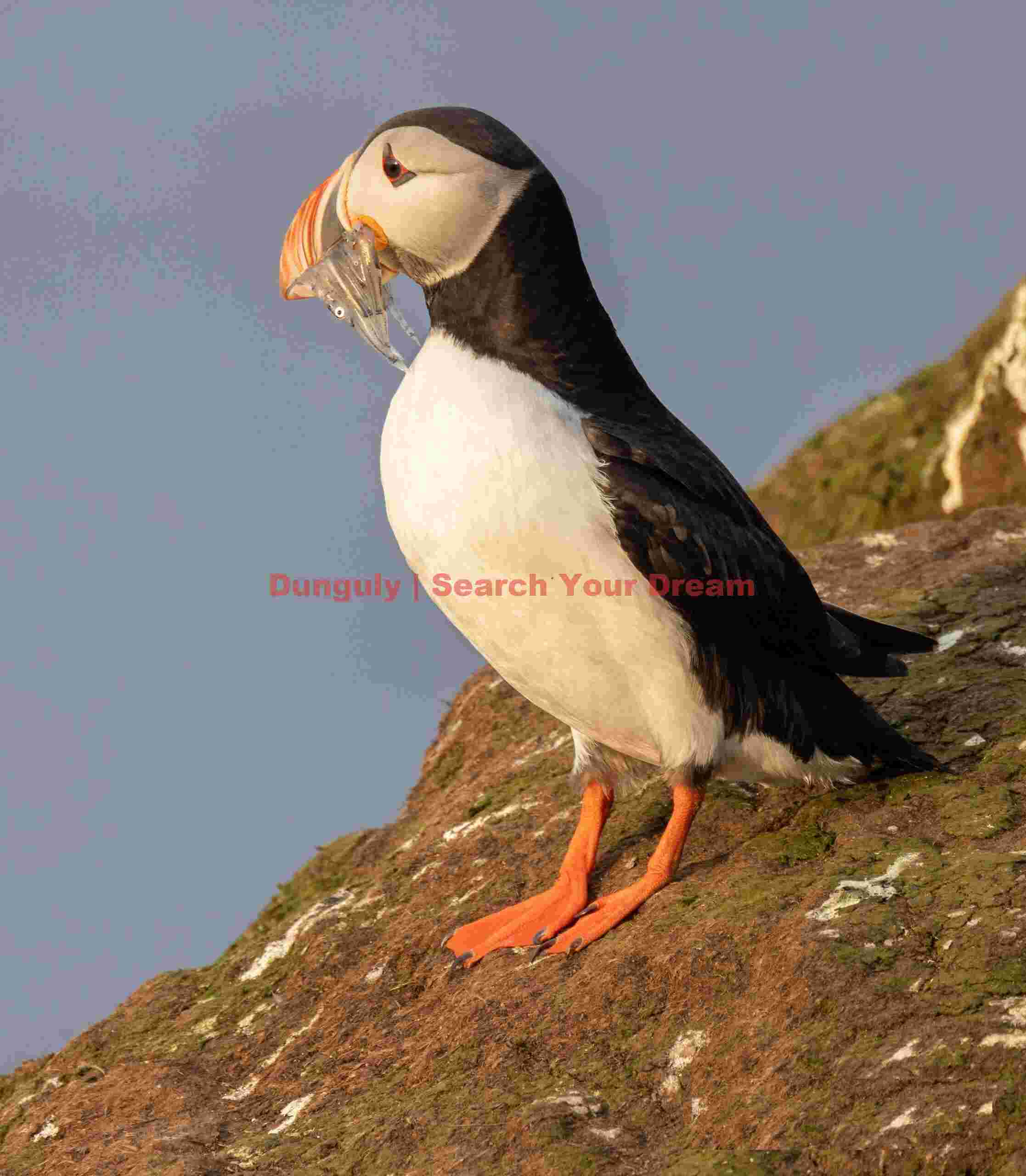 Puffin With Sand Eels In Beak - Side View