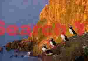 Puffins Against A Cliff Glowing In Light Of Midnight Sun