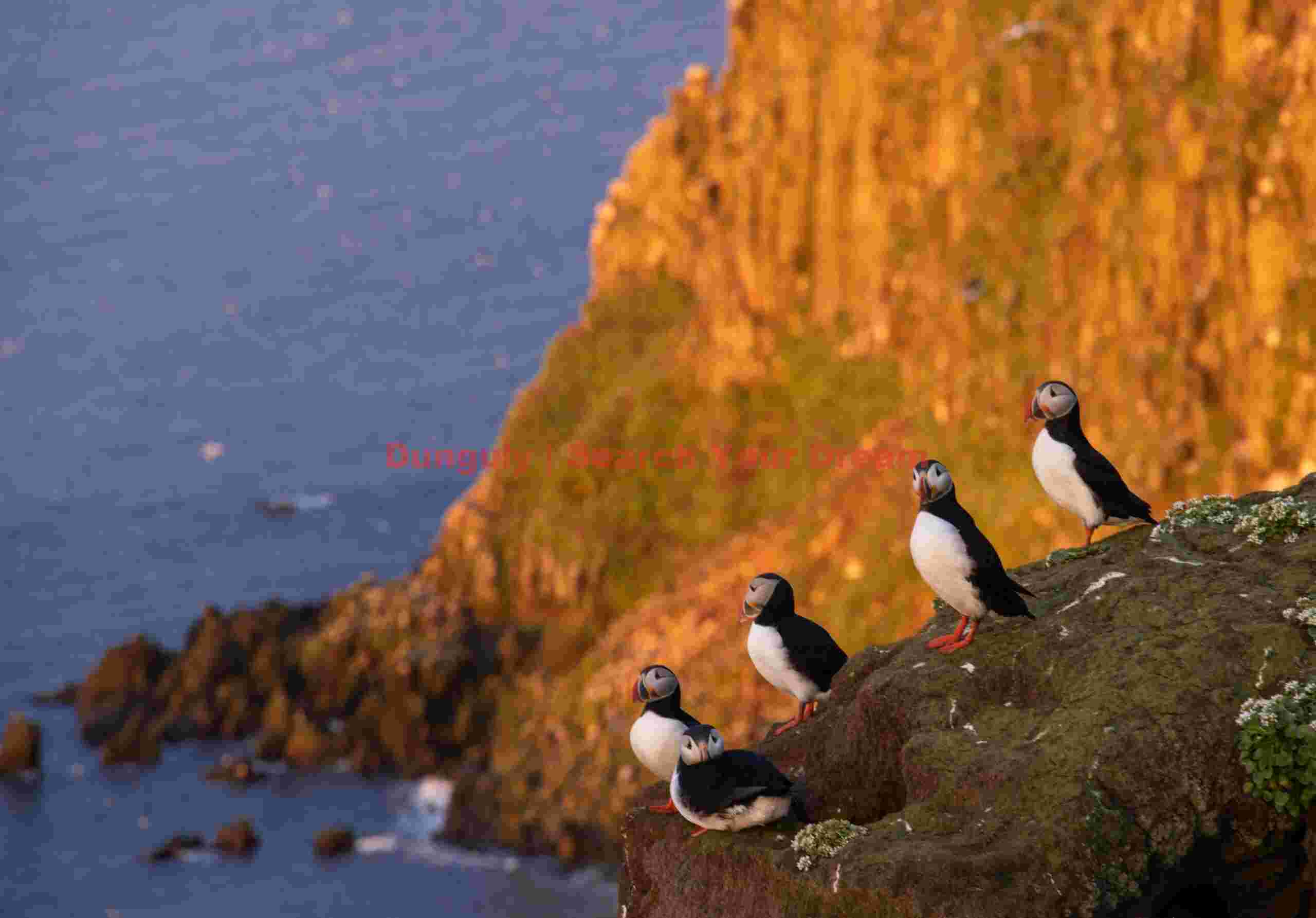 Puffins Against A Cliff Glowing In Light Of Midnight Sun