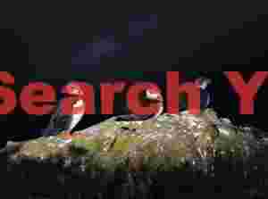 Puffins In The Limelight