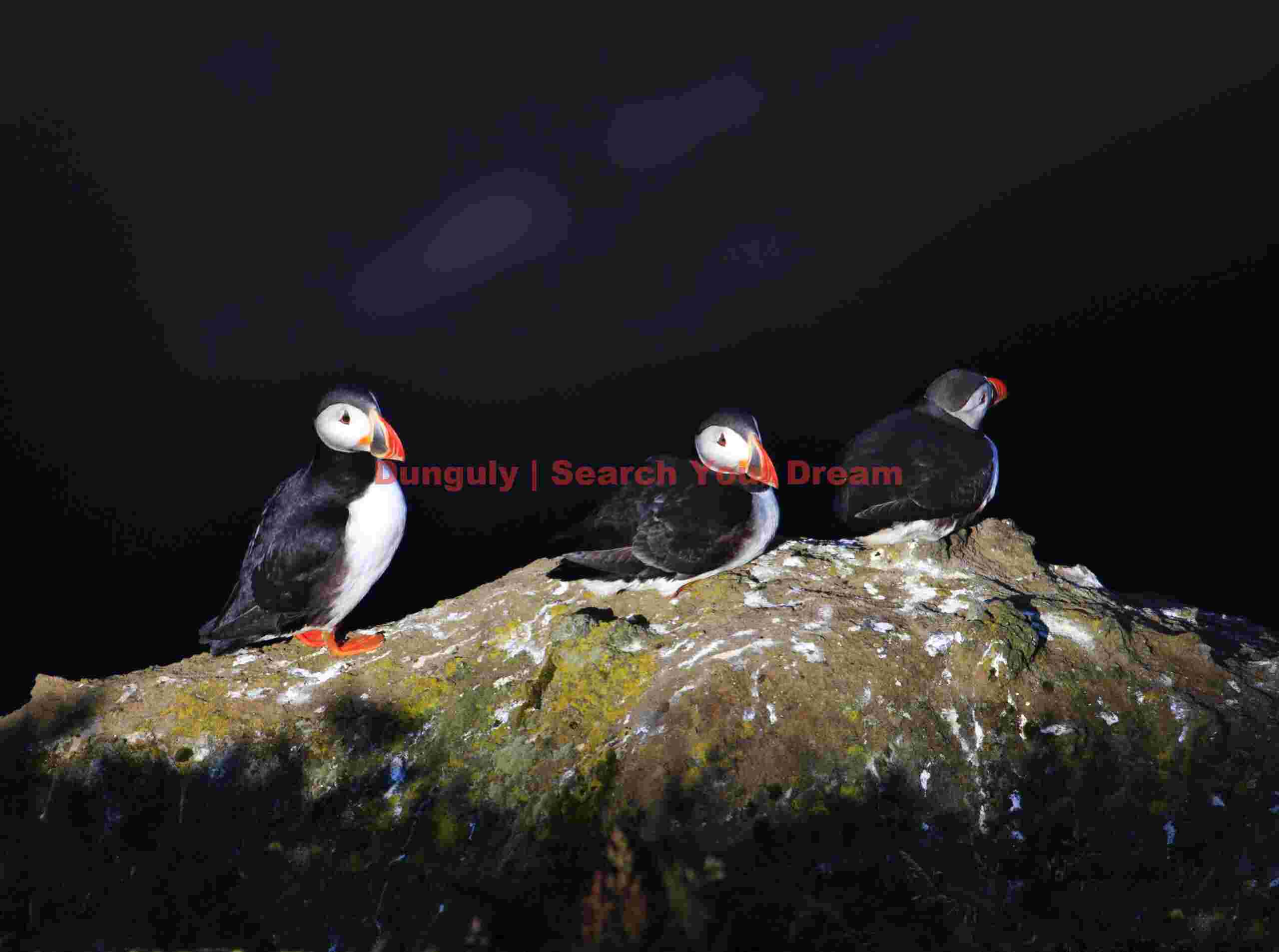 Puffins In The Limelight