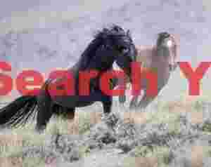 Wild Horses Racing Through Nevada Desert Landscape