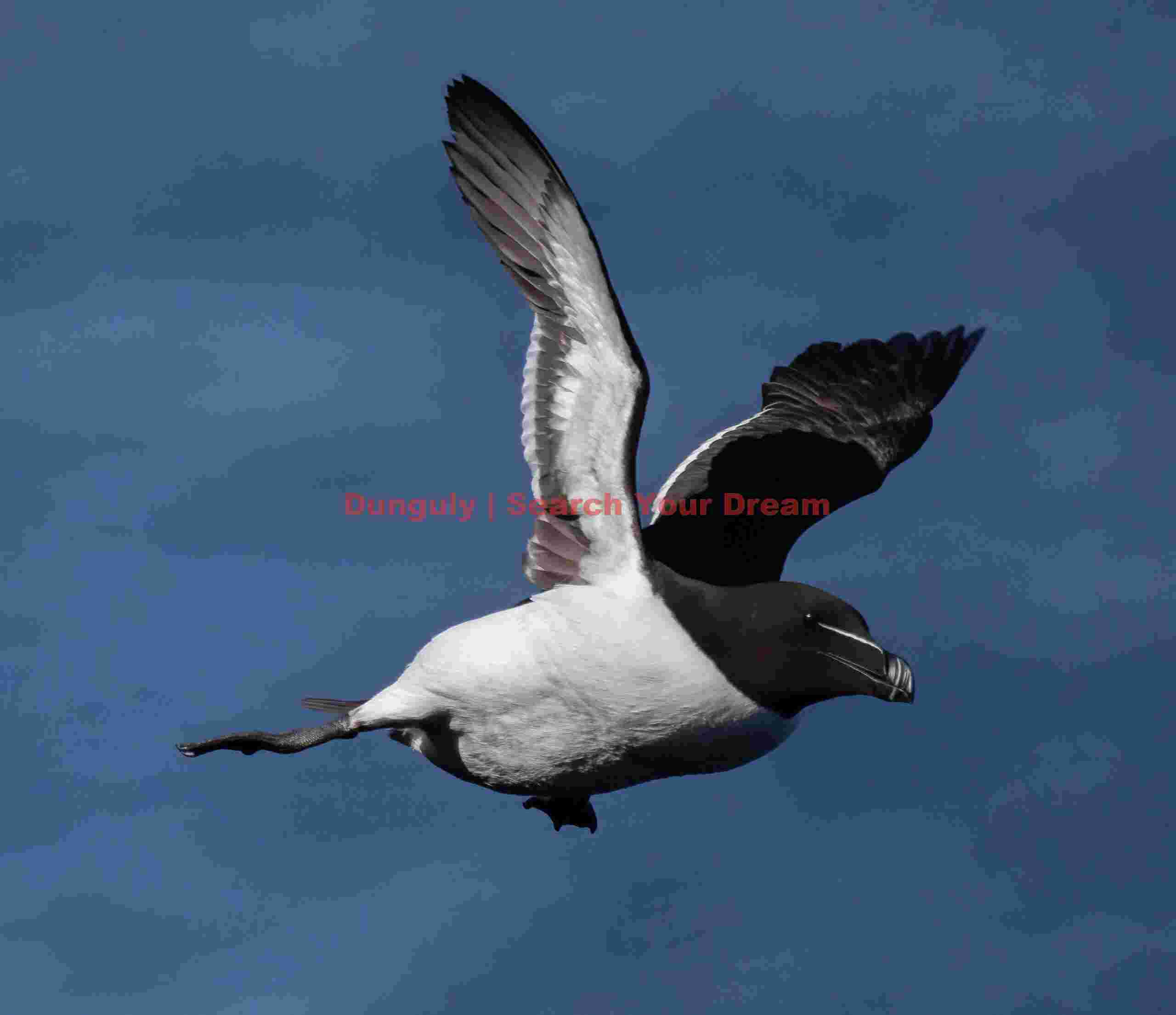 Razorbill In Flight