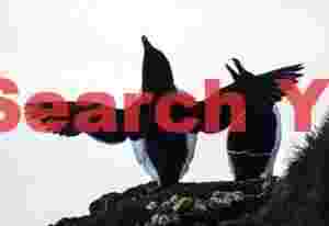 Razorbill Stretching Wings