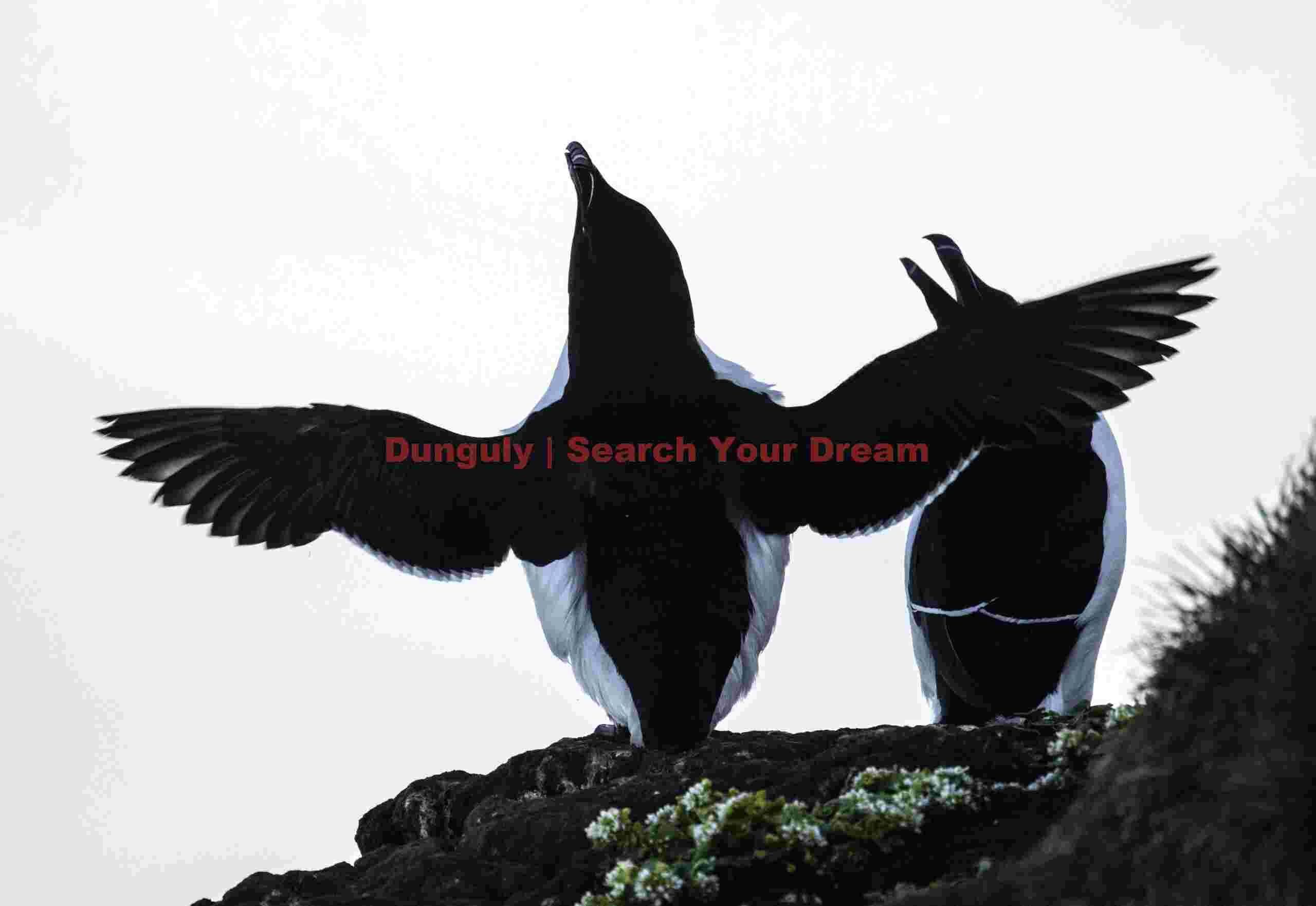 Razorbill Stretching Wings