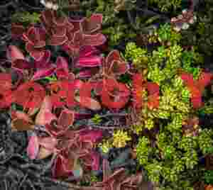 Glacial Ice Formation at Red and green