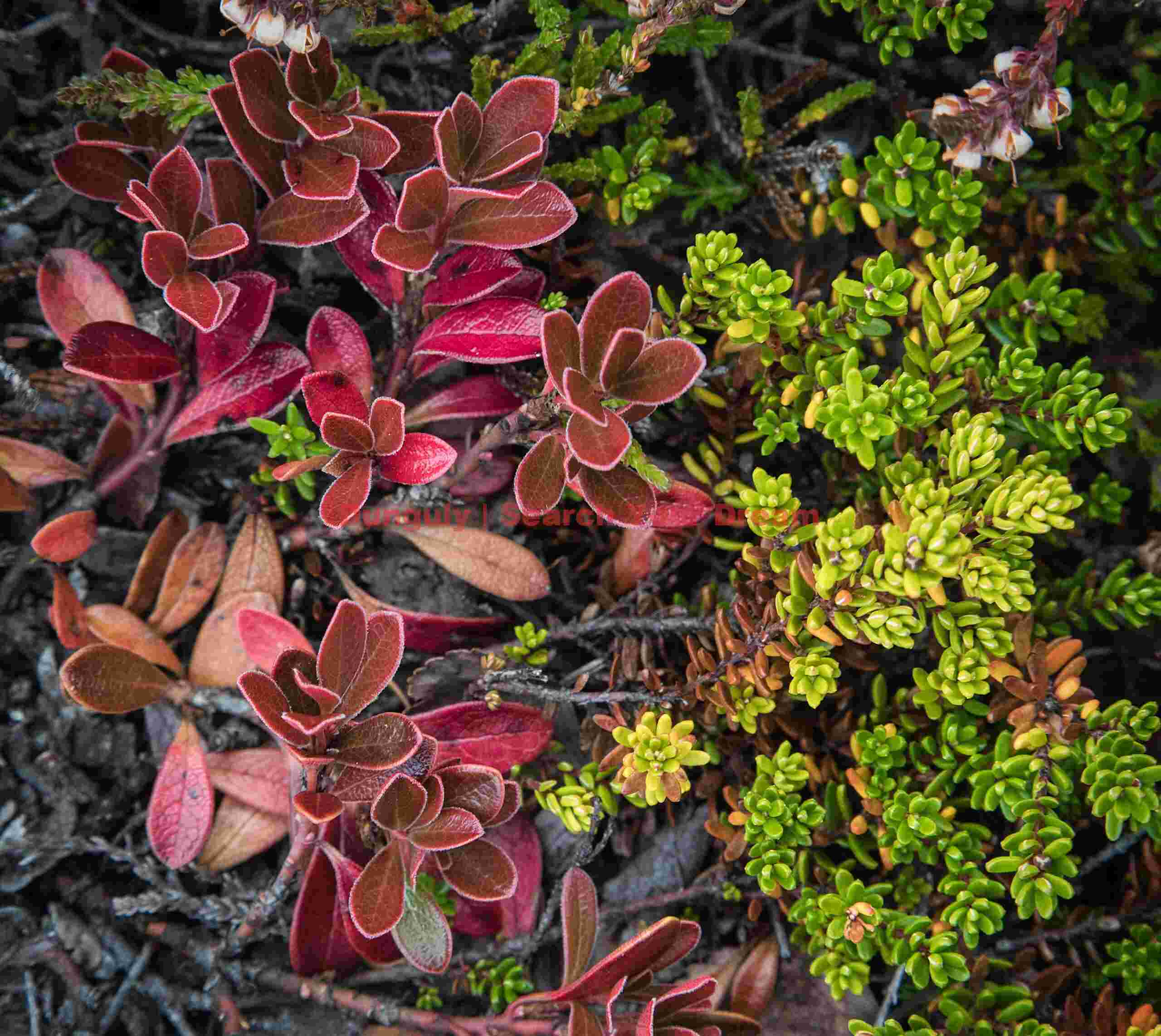Glacial Ice Formation at Red and green