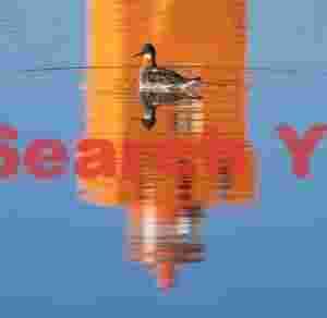 Red Kneck Phalarope In Puddle With Lighthouse Reflection
