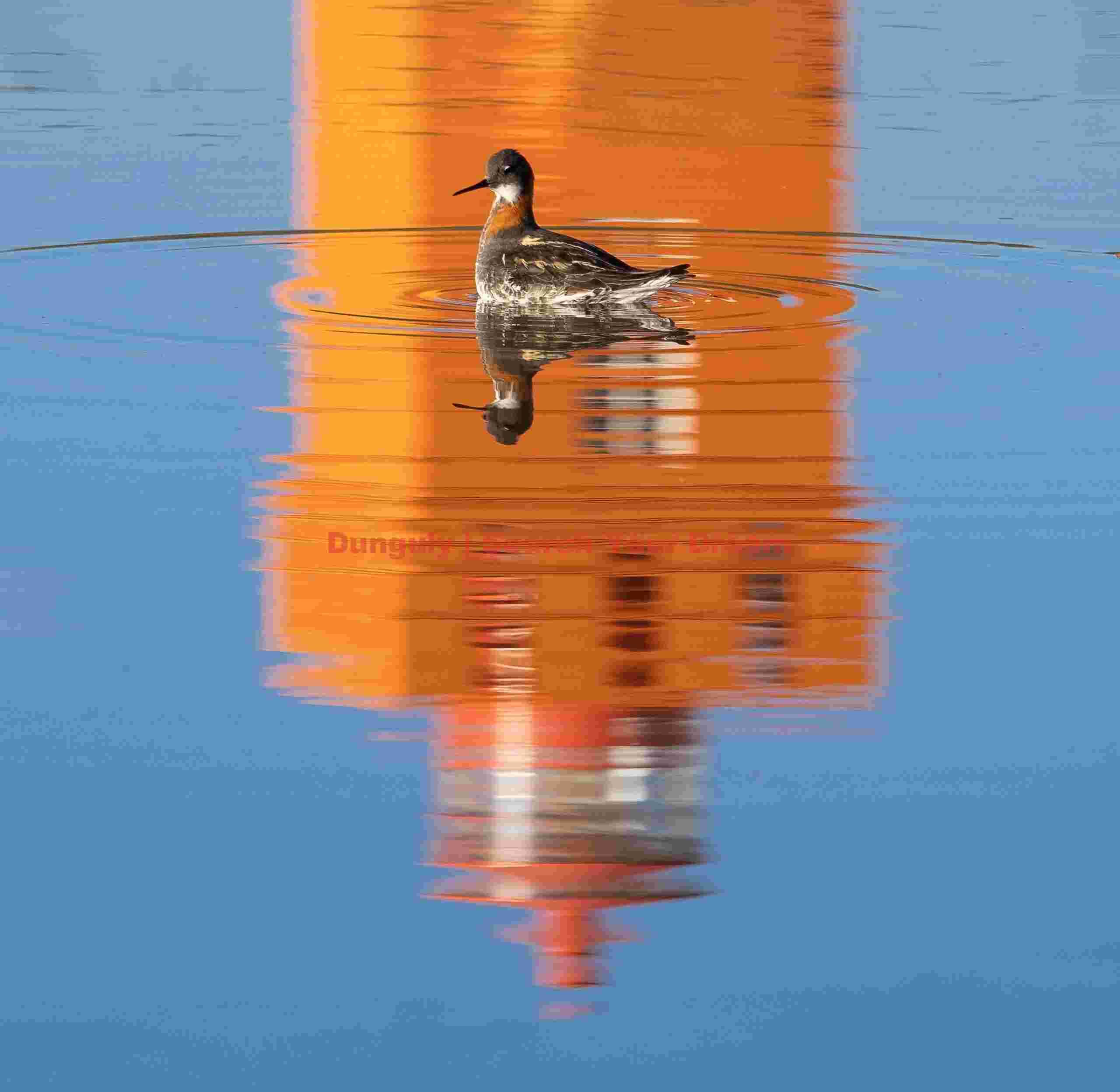 Red Kneck Phalarope In Puddle With Lighthouse Reflection