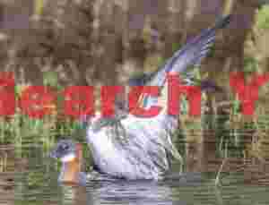 Red-neck Phalarope Nookie