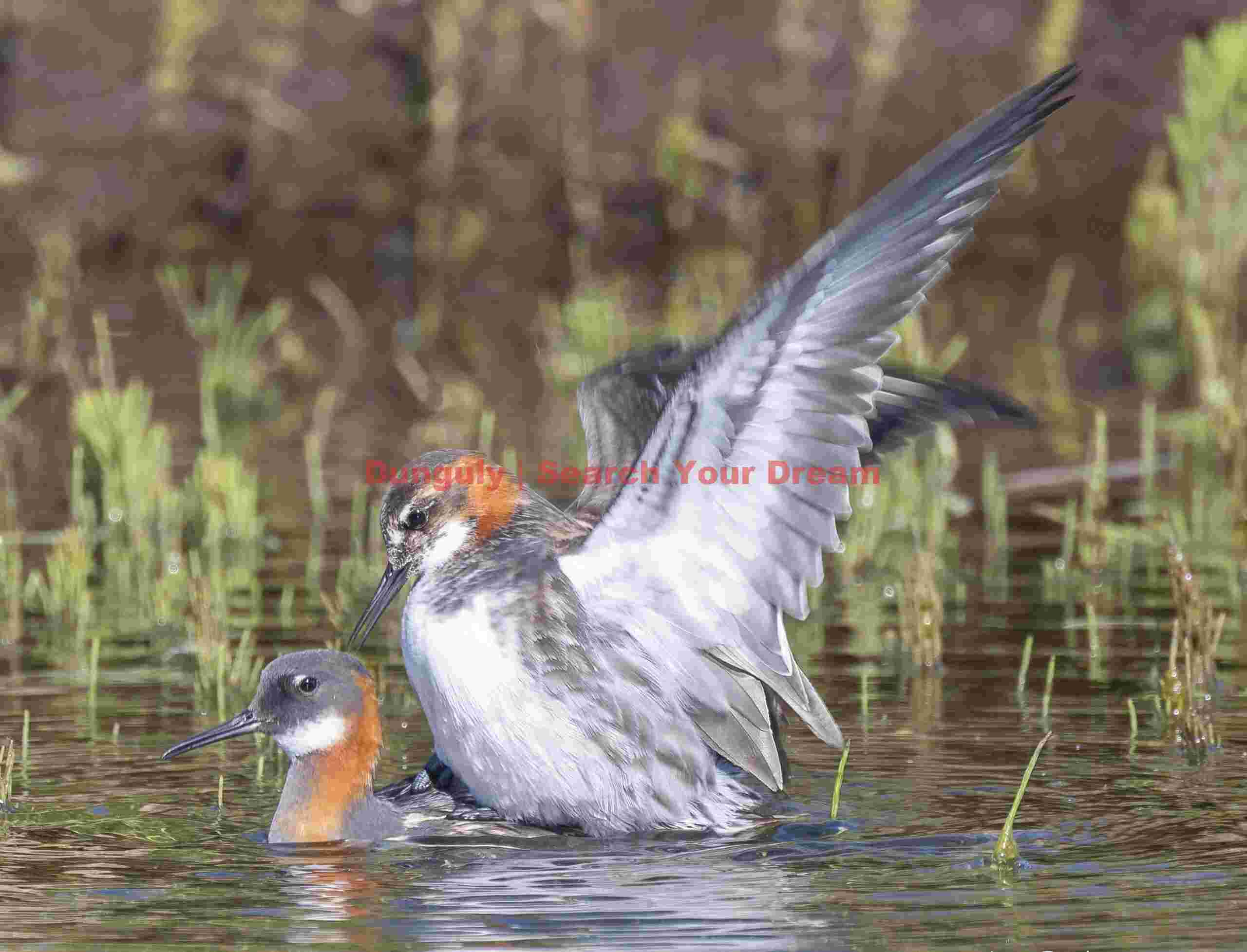 Red-neck Phalarope Nookie