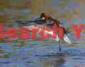 Red-neck Phalarope Standing On Water